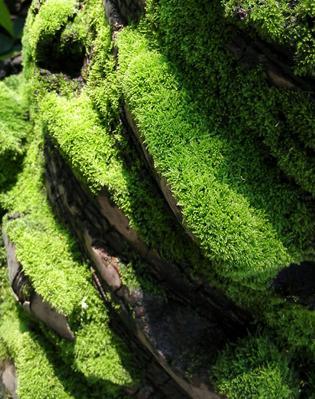探秘苔藓的生命奇迹（苔藓植物在植物界的重要性及发展前景）