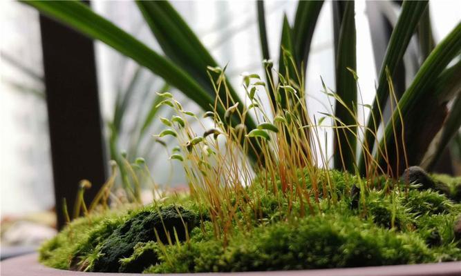 苔藓植物的安全性探究（室内养殖是否安全）