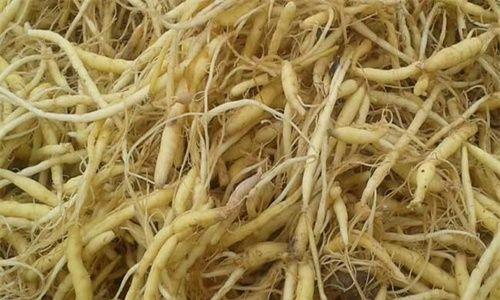 太子参泡水喝的功效与注意事项（如何正确地饮用太子参水）