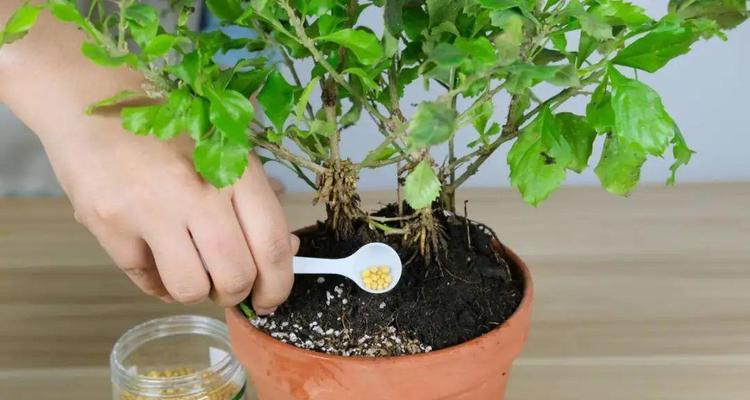 碳酸钾（了解碳酸钾在植物生长中的作用）
