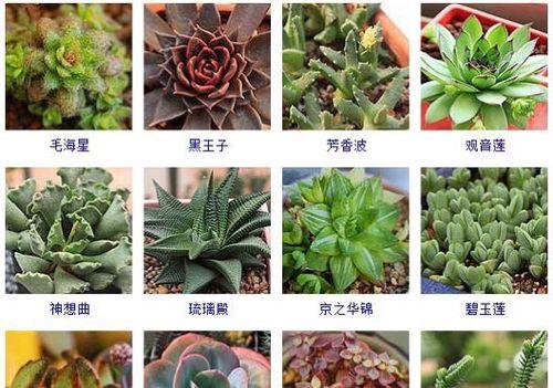 糖果雪山月季的优缺点分析（甜蜜诱惑与潜在威胁）