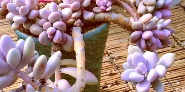 夏季浇水技巧（提高浇水效率）