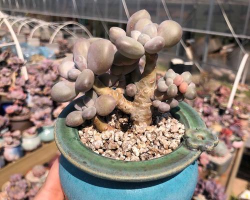 如何养成老桩造型的桃蛋（从选择、修剪到塑形）