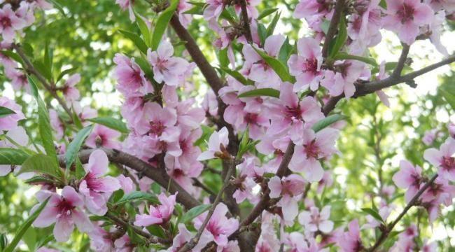 杨桃花——清新芳香的春季佳品（盛开的美丽与特殊的观赏价值）