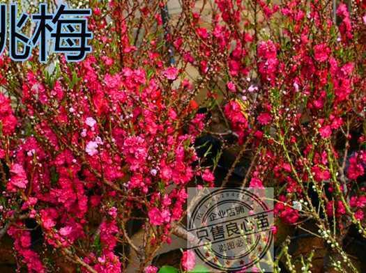 探究桃梅一年开几次花的规律（了解桃梅花开时间及影响因素）