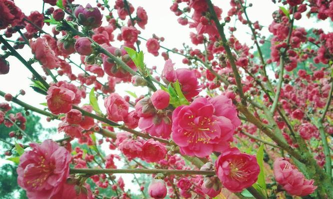春天的桃花飘香（探究桃树开花的奥秘）