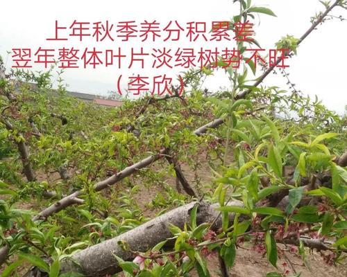 核桃树落果处理技巧（如何利用核桃树落果）