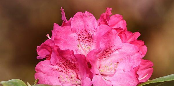杜鹃花的花语与意义（探索不同颜色杜鹃花的象征与特点）