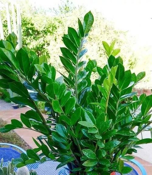高雅之美——代表高雅的植物（探索自然中的优雅与艺术）