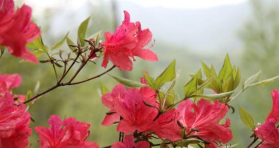 杜鹃花的花语和寓意（探究杜鹃花所象征的意义及美丽花语）