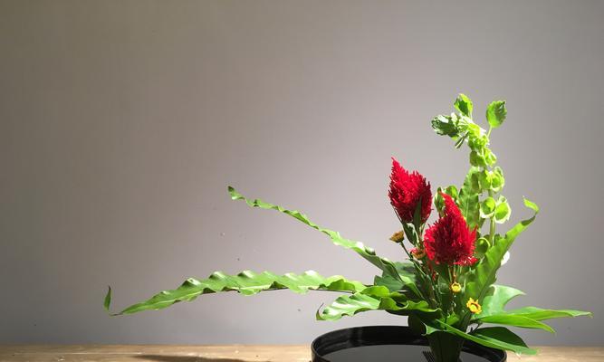 凤尾花（以凤尾花为象征）