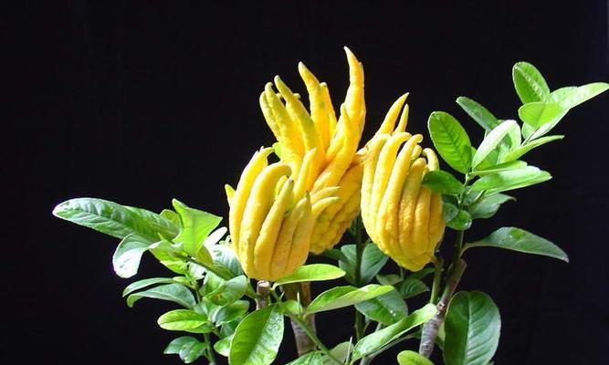 佛手花开花结果全攻略（揭秘佛手开花的时间和方法）