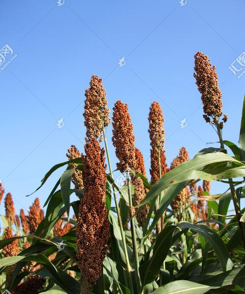 高粱的经济价值与种植技巧（了解高粱）