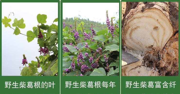 探秘神奇的葛根植物（解读葛根的分类）