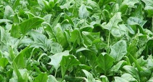 菠菜的亲戚——长得很像菠菜的蔬菜（探秘它们的特点）