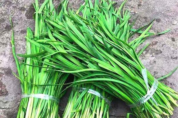 别错认（相似度高达90%的“油麦菜”）