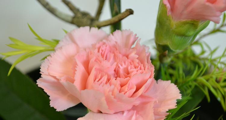 康乃馨花的含义与象征（探究康乃馨花的象征意义及文化历程）