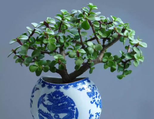 金枝玉叶换盆指南（让您的宝贝植物健康茁壮的关键步骤）