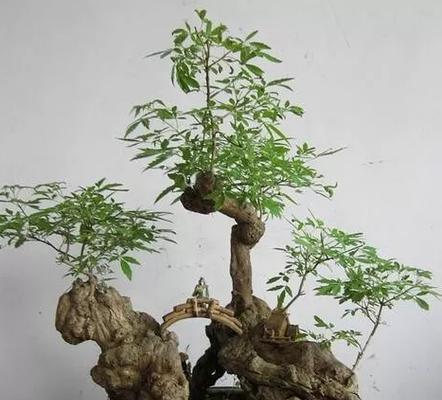 荆轲花的奇妙世界（探寻荆轲花的生态）