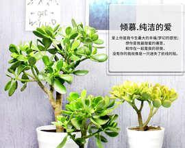景天树在卧室中的养护（打造舒适的卧室氛围）