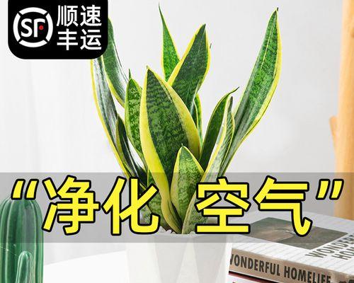 净化空气的植物大全（15种能够净化室内空气的植物大揭秘）