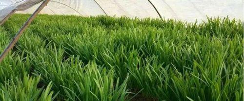 韭菜驱寒良药（用中药养生）