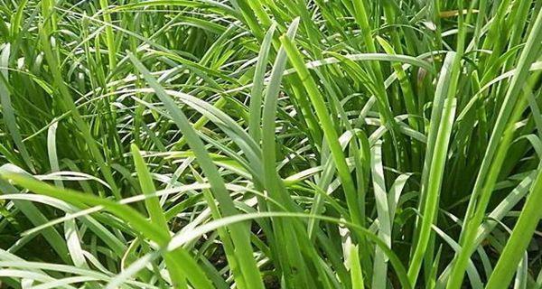 韭菜根的功效与作用（探究韭菜根的健康价值）