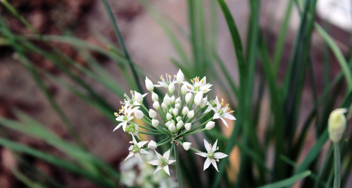 探秘韭菜花与韭菜的奥秘（从生长环境到药用价值）