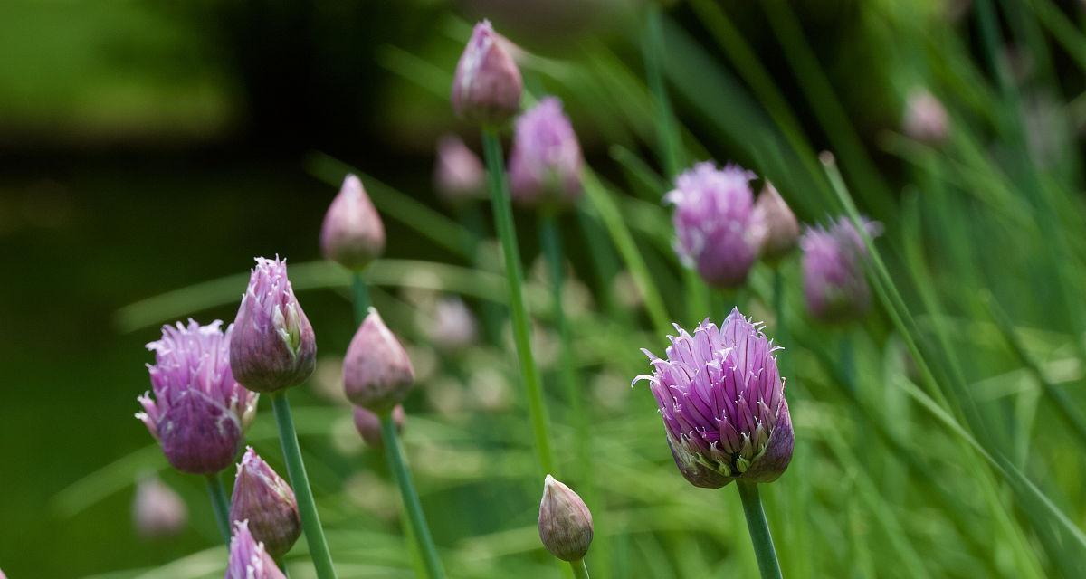 韭菜开花的神秘面纱（探寻韭菜开花的奥秘）
