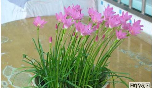 韭菜莲为什么不开花（探究韭菜莲不开花的原因及其对植物生长的影响）