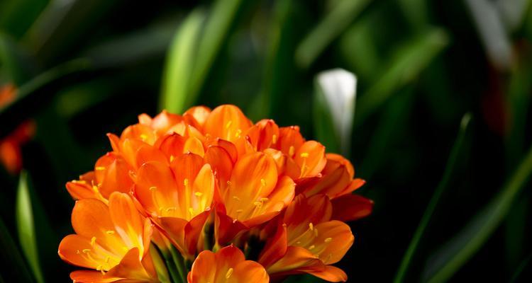 君子兰之花语与寓意（探寻君子兰独特的花语和象征意义）