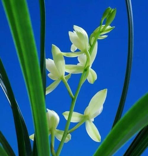 蓝色兰花的花语及其深层寓意（探索蓝色兰花的神秘世界和内涵）