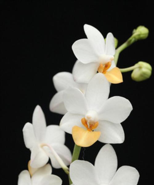 兰花的寓意与花语（神秘而高雅的花朵）