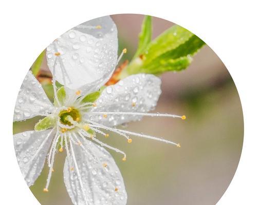 青梅花语——永恒的爱与希望（探寻青梅花所传达的深刻情感和寓意）