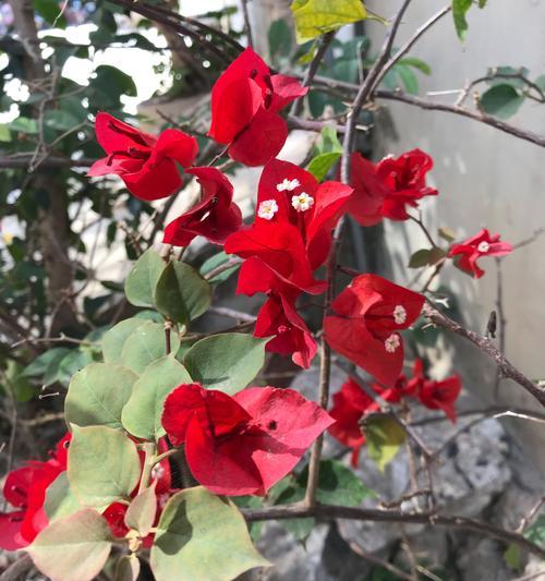 探寻三角梅花语的起源与意义（揭秘三角梅花语的来龙去脉）