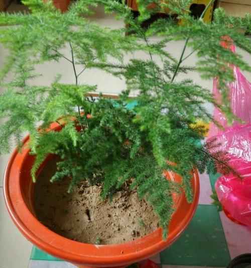 文竹的寓意与象征风水（招财进宝）