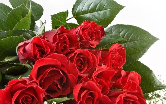 18朵玫瑰的象征意义与传统（探寻玫瑰花18朵的寓意与文化传承）