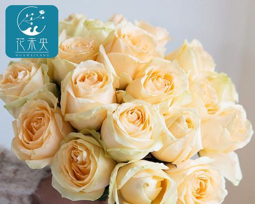 19朵香槟色玫瑰花的深刻含义（探索19朵香槟色玫瑰花的花语与象征意义）