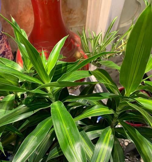 发酵黄豆水的花卉浇灌神器（打造健康绿色家园）