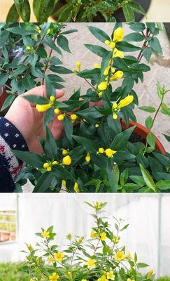 法国香水藤茉莉的开花规律（一年几次开花）