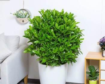 如何养护非洲茉莉以促进开花（培养健康植株）
