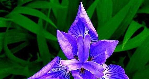 奋斗之花（以玫瑰花为主题的奋斗花语）