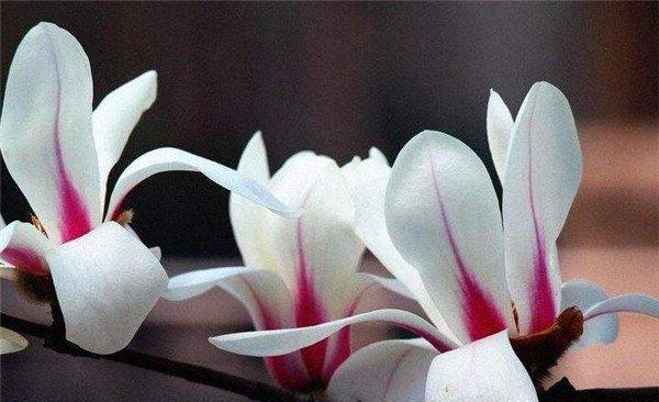 疯狂之花（探寻红玫瑰的疯狂意义）