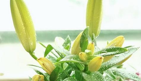 禁忌之恋的花语——以什么花为主题的文章（揭秘花朵中隐藏的禁忌之恋）