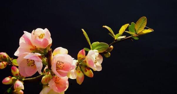 以玫瑰花为恋人的主题写1个文章（玫瑰花的浪漫花语与恋人的情感故事）
