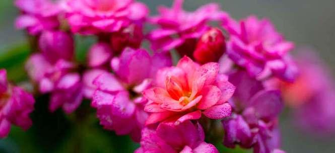 和平之花——以百合花的花语为主题的文章（传递和平与安宁的花语）