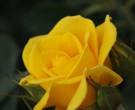 失望的爱——以雏菊花语为主题的文章（深藏心底的失望）