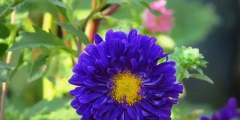 守护之花——以百合花的花语为主题的文章（用百合花诠释守护的情感）