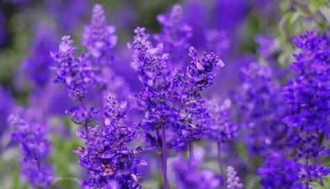 以蔷薇花的花语守护一生（蔷薇花的花语和意义）