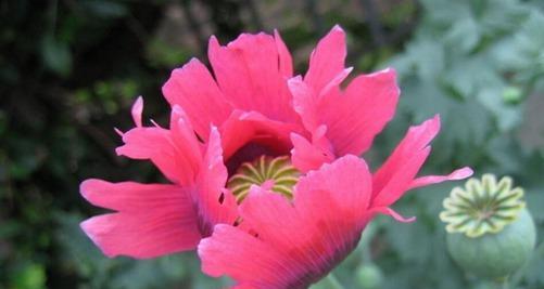 花语中的死亡（百合花）